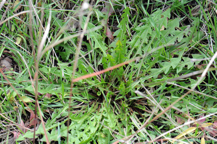 Common Dandelion leaves are basal only in a rosette as shown in the photo. The leaves may be horizontal (ascending) to upright (erect) and are 10 inches (25 cm) long by 2.5 inches (6 cm) wide. Taraxacum officinale